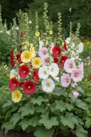 Image result for Stockrose