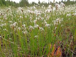 Attēlu rezultāti vaicājumam “Trichophorum alpinum”