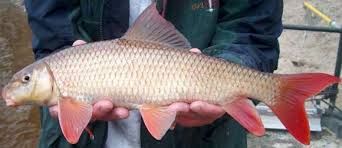 Image result for Moxostoma macrolepidotum