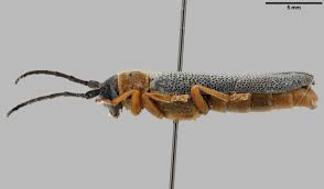 Attēlu rezultāti vaicājumam “Oberea oculata”