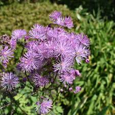 Attēlu rezultāti vaicājumam “Thalictrum aquilegifolium fruit”