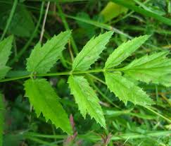 Image result for Pimpinella major