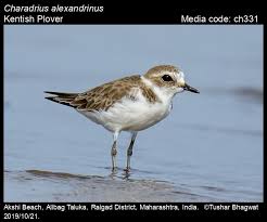 Image result for Charadrius asiaticus