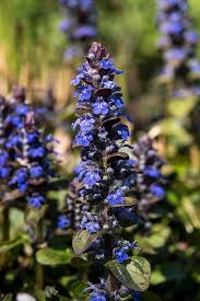 Attēlu rezultāti vaicājumam “Ajuga reptans flower”