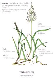Attēlu rezultāti vaicājumam “Holcus lanatus”