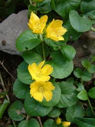 Image result for Lysimachia nummularia