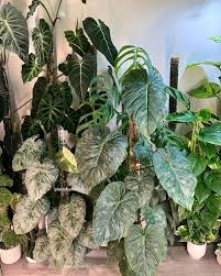 Attēlu rezultāti vaicājumam “Melandrya dubia”