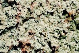 Attēlu rezultāti vaicājumam “Cladonia parasitica”