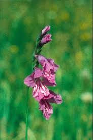 Attēlu rezultāti vaicājumam “Gladiolus imbricatus flower”