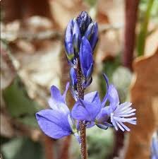 Attēlu rezultāti vaicājumam “Polygala amarella”