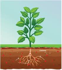 Attēlu rezultāti vaicājumam “Juncus nastanthus”