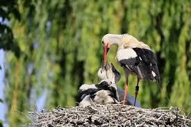 Attēlu rezultāti vaicājumam “Ciconia ciconia adult”