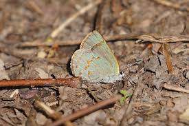 Attēlu rezultāti vaicājumam “Reticularia jurana young”