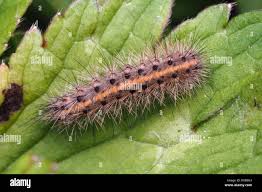 Attēlu rezultāti vaicājumam “Phragmatobia fuliginosa”