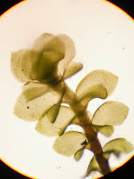 Attēlu rezultāti vaicājumam “Scapania irrigua”