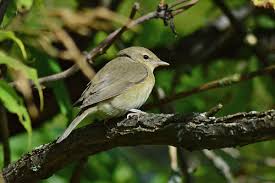 Attēlu rezultāti vaicājumam “Sylvia borin adult”