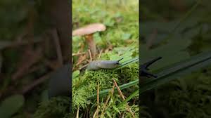 Attēlu rezultāti vaicājumam “Krynickillus melanocephalus”