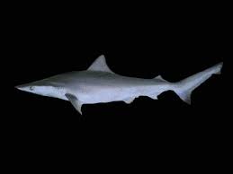 Image result for Carcharhinus
