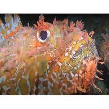 Image result for Scorpaena scrofa