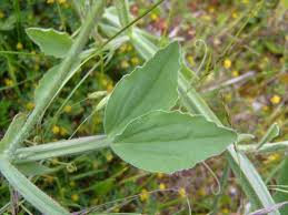 Image result for Lathyrus odoratus