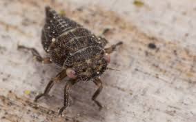 Attēlu rezultāti vaicājumam “Oncopsis sp.”