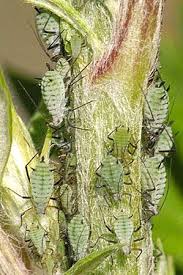 Attēlu rezultāti vaicājumam “Macrosiphoniella absinthii”