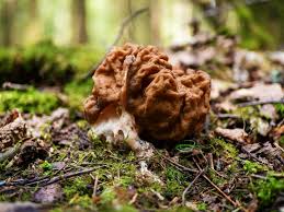 Attēlu rezultāti vaicājumam “Fuligo gyrosa macro”