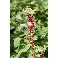 Bildergebnis für rote johannisbeeren