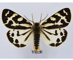 Attēlu rezultāti vaicājumam “Parasemia plantaginis”