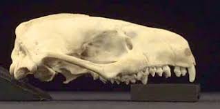 Attēlu rezultāti vaicājumam “Insectivora”