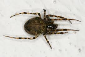 Attēlu rezultāti vaicājumam “Metellina merianae”