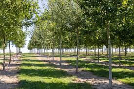 Attēlu rezultāti vaicājumam “Populus x berolinensis”