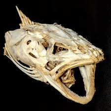 Image result for Lota lota