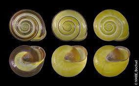 Attēlu rezultāti vaicājumam “Cepaea nemoralis”