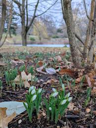 Attēlu rezultāti vaicājumam “Galanthus nivalis fruit”