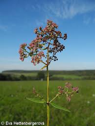 Attēlu rezultāti vaicājumam “Galium boreale fruit”