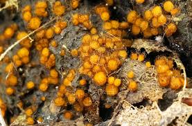 Attēlu rezultāti vaicājumam “Cheilymenia stercorea”