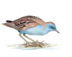 Image result for Porzana parva