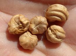 Attēlu rezultāti vaicājumam “Tropaeolum majus fruit”