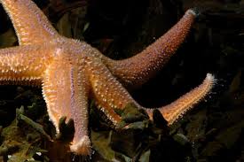 Image result for Asterias rubens