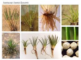 Attēlu rezultāti vaicājumam “Isoetes lacustris”