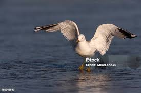 Attēlu rezultāti vaicājumam “Larus canus”
