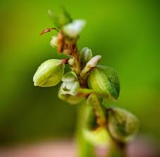 Attēlu rezultāti vaicājumam “Fallopia convolvulus leaf”