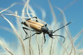 Attēlu rezultāti vaicājumam “Anastrangalia sanguinolenta”