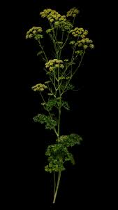 Image result for Petersilie