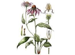 Image result for Echinacea angustifolia