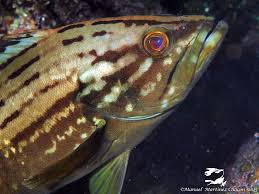 Image result for Epinephelus costae