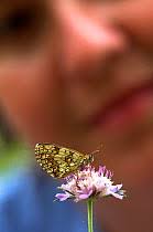 Attēlu rezultāti vaicājumam “Mellicta athalia underside”