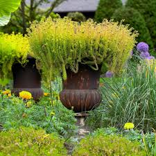 Attēlu rezultāti vaicājumam “Sedum acre fruit”