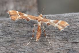 Attēlu rezultāti vaicājumam “Cnaemidophorus rhododactyla”
